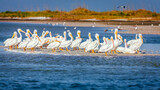 Fototapeta Góry - Pod of pelicans