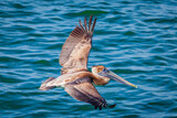 Fototapeta Góry - Brown pelican in flight