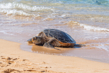 Wall Mural - Green Sea Turtle basks on beach near ocean 