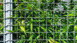 Closeup Marijuana plant in steel cage background. Cannabis tree agriculture in metal cage.