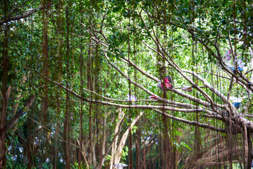 Wall Mural - Close-up of an ancient huge banyan tree