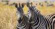 Zebra with striking black and white stripes, alert and social. 
