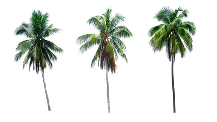 Coconut palm tree isolated on white background.