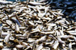 Dried Small fish used in Asian cuisine