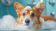 Funny portrait of a welsh corgi pembroke dog showe Cardigan Welsh Corgi at an exhibition. Posing for a photograph. Beautiful and kind dogs. Generative Ai
