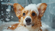 Funny portrait of a welsh corgi pembroke dog showe Cardigan Welsh Corgi at an exhibition. Posing for a photograph. Beautiful and kind dogs. Generative Ai