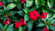Closeup New Guinea Impatiens flowers in the garden background. Red New Guinea Impatiens flowers with green leaf