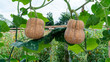 Butternut Squash agriculture in the garden background. Brown Butternut pumpkin plantation hanging with string at farm