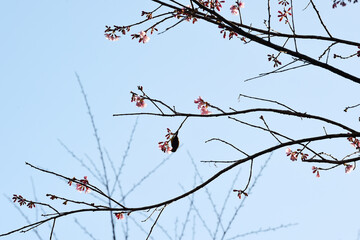 Wall Mural - Phaya suae flower or sakura flower in Thailand