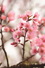Wall Mural - Phaya suae flower or sakura flower in Thailand