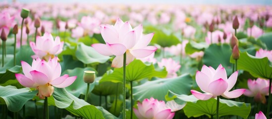 Sticker - Pink flowers in a vibrant field contrast beautifully with lush green leaves in a close-up shot