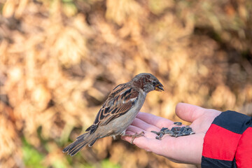 Wall Mural - Sparrow eats seeds from a man's hand