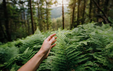 Hand In Nature's Grasp: A Hand Tenderly Holds A Leaf Amidst Lush Forests And Majestic Mountains Under A Clear Blue Sky