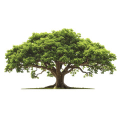 tree with green leaves on a white background