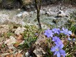 Frühlingswanderung Tirol Griesbachklamm