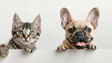 Fototapeta Koty - A cat and a dog peer over a ledge, with wide eyes and tongues out, in a display of adorable curiosity.