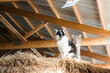 Two barn cats on a hay bale in barn.
