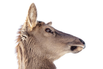 Wall Mural - Portrait of a female deer isolated on a white background