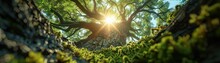 From The Bottom Of A Mossfilled Hole, Looking Up At Trees With Sun Glare, Photorealistic ,3DCG,clean Sharp Focus