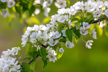 Sticker - Flowers on a pear tree in spring. Close-up