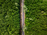 Fototapeta Dziecięca - Aerial view of narrow street between woodland green forest , top birdeye's view from drone