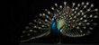 Colourful Close-Up of Peacock Spreading Tail FeathersBeautiful peacock  colorful blue peafowl image AI generated art....