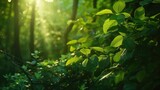 Fototapeta  - forest - fresh leaves and sun rays