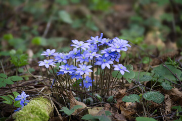 Wall Mural - Hepatica flowers nestled within a lush forest environment