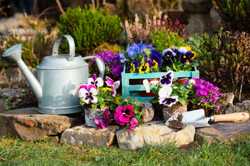 Wall Mural - Spring flowers in a garden