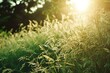 Grass in the morning sunlight,  Beautiful nature background,  Soft focus