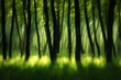 Forest trees,  nature green wood sunlight backgrounds,  forest trees,  forest trees