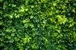Green leaves wall for background and texture,  Green leaves wall background