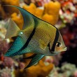 Tropical fish on the coral reef of the Red Sea