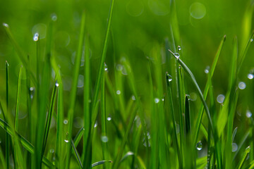 Wall Mural - Water drops on the green grass. Morning dew, watering plants. Drops of moisture on leaves after rain. Beautiful green background on an ecological theme