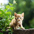 Beauty ginger kitten on nature backgrounds