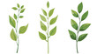 leaves and stem delicate icon isolated flat vector isolated