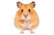 Hamster isolated on transparent background.