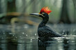 The elegant Ivory-billed Woodpecker, a ghost in the swamps of the American South, captured in a flee