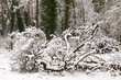 Schnee auf umgestürzten Bäumen