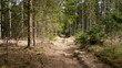Forest road in a spruce forest
