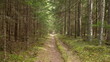 Forest road in a spruce forest in summer