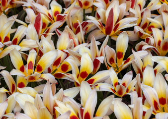 Canvas Print - Colorful tulip called Alkmaar. Tulips are divided into groups that are defined by their flower features