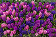 colorful hyacinths blooming in a garden