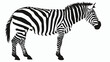 Zebra silhouette Animal om white background Flat vector