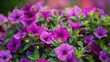 Nature's Beauty: Purple Petunias Adorn Flowerbed in Park - A stunning view of flowerbed in park decorated with beautiful pink and purple petunias