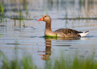 Wall Mural - Greylag goose gracefully glides on a tranquil pond.