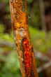 sap oozing from a wounded tree trunk in nature