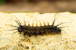 black spiky caterpillar (Hemileuca maia) crawling on a textured stone surface
