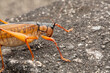 orange-winged grasshopper navigating rough asphalt terrain