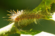 hairy caterpillar on a leaf in a natural macro shot